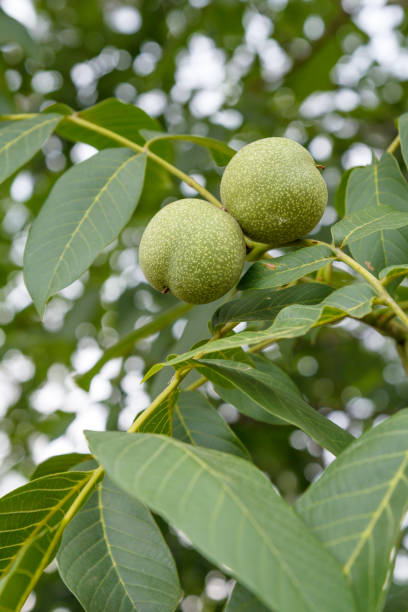 branchement du noyer avec des écrous non mûrs dans le jardin. - walnut tree walnut nut branch photos et images de collection
