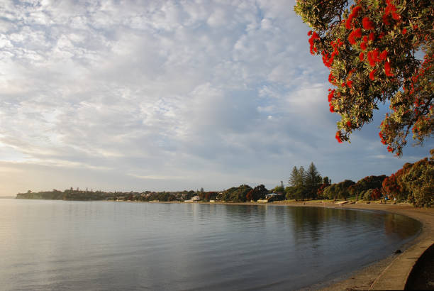 der pohutukawa-baum, der im sommer auch neuseeländischer weihnachtsbaum in voller blüte am strand von takapuna genannt wird - pohutukawa tree christmas new zealand beach stock-fotos und bilder