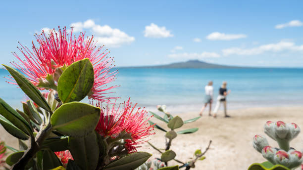 다카푸나 해변에서 만개하는 뉴질랜드 크리스마스 트리라고도 불리는 포후투카와 나무는 멀리 흐려진 랑기토토 섬과 해변을 걷는 사람들 - north island new zealand 뉴스 사진 이미지