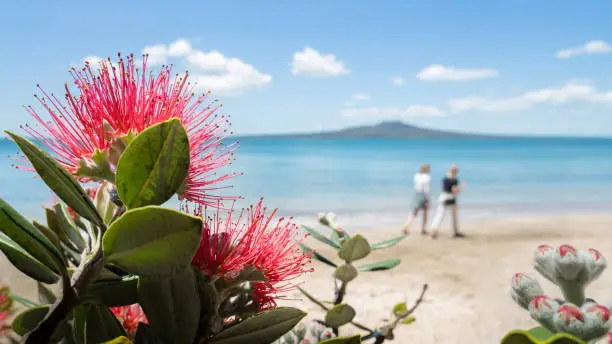 The Pohutukawa tree which is also called the New Zealand Christmas tree in full bloom at Takapuna beach, with blurred Rangitoto Island in the distance and people walking on the beach