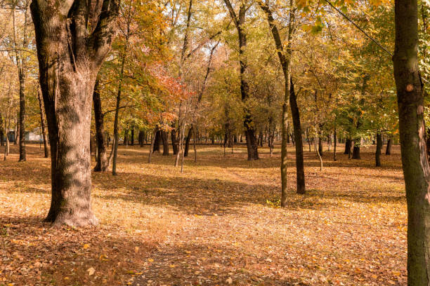 istock autumn park covered with gold, yellow fallen leaves 1287794680