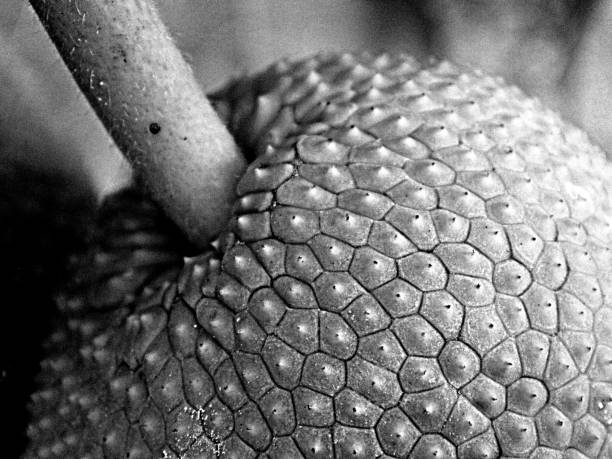 Breadfruit Breadfruit in black and white photos, a kind of tropical fruit that can be found everywhere in Indonesia bw01 stock pictures, royalty-free photos & images