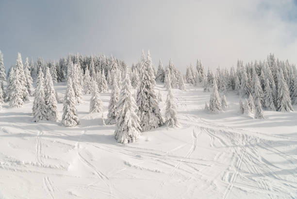istock Winter landscape mountain fir tree under the snow 1287796987