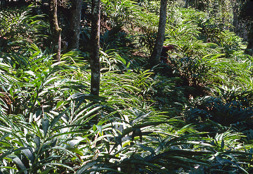 Plantation of Cardamom Elletaria cardomomum in Kerala