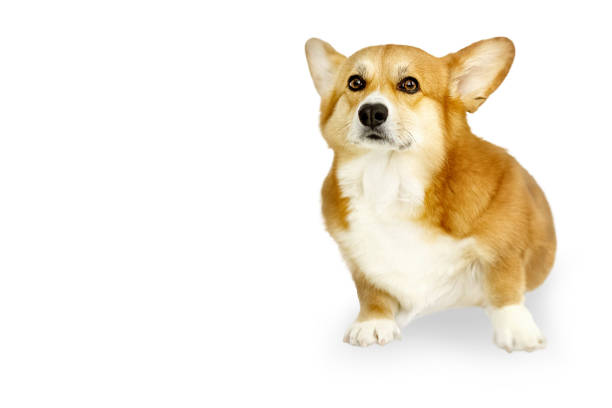istock Cute Welsh corgi pembroke dog sits isolated on white 1287800247
