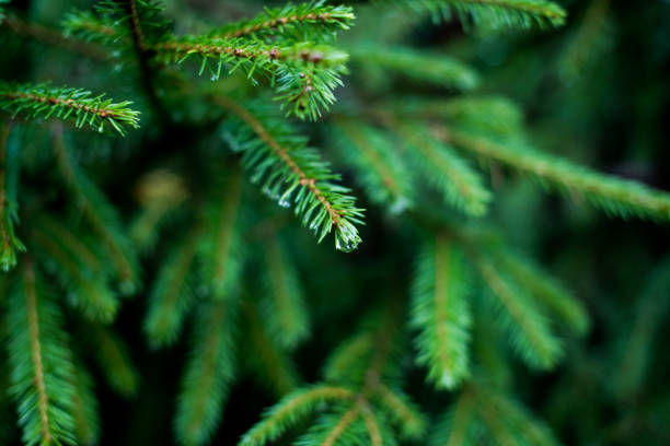 istock close up of pine needles with raindrop 1287800309