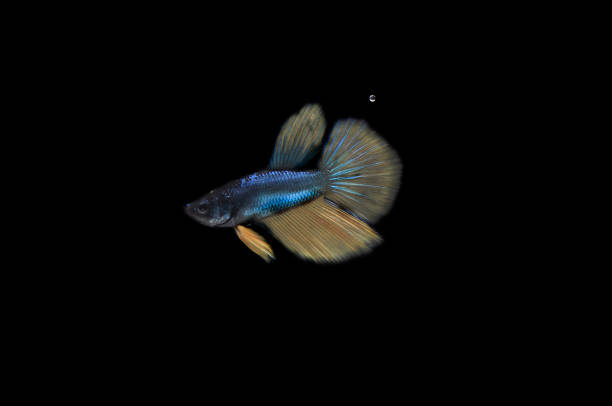 istock Small Yellow Tail Blue Body Cupang, Betta, Siamese Fighting fish, at Black background 1287800906