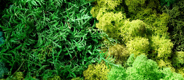 istock decorative stable preserved moss for interior landscaping 1287801479
