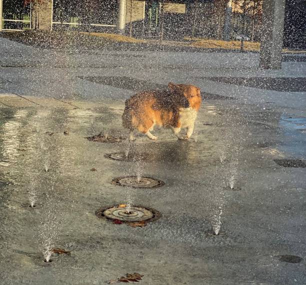 A dog plays in a downtown water fountain on a fall day.