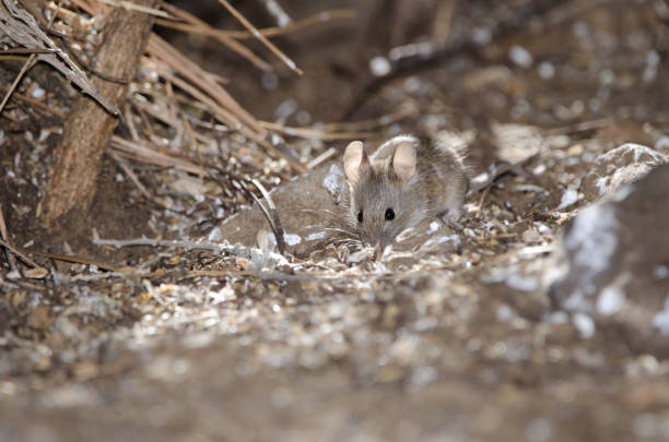 House mouse Mus musculus searching for food. The Nublo Rural Park. Tejeda. Gran Canaria. Canary Islands. Spain.