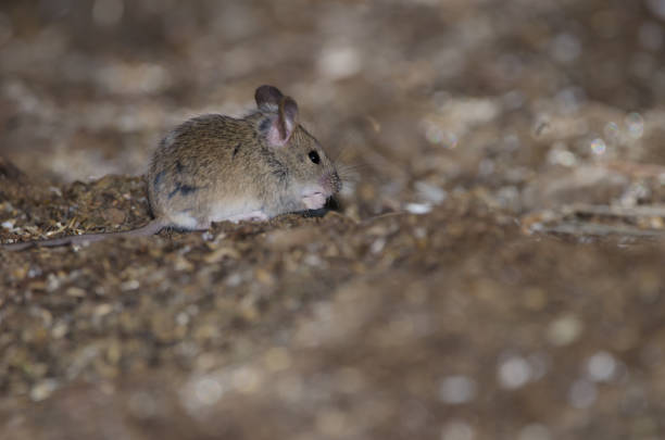 istock House mouse eating in The Nublo Rural Park. 1287803438