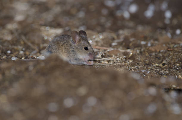 istock House mouse eating in The Nublo Rural Park. 1287803461