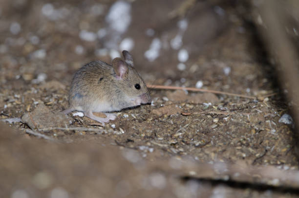istock House mouse eating in The Nublo Rural Park. 1287803530
