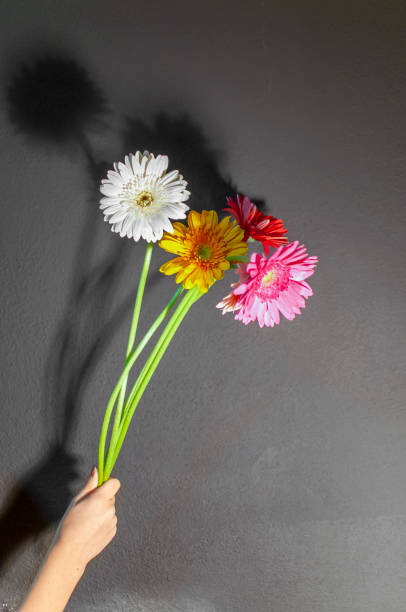 istock Daisy leaves in a hand 1287804308