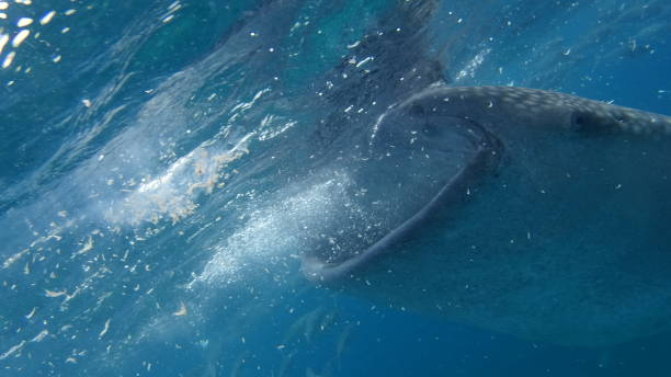 istock Whale Shark in Oslob 1287808925