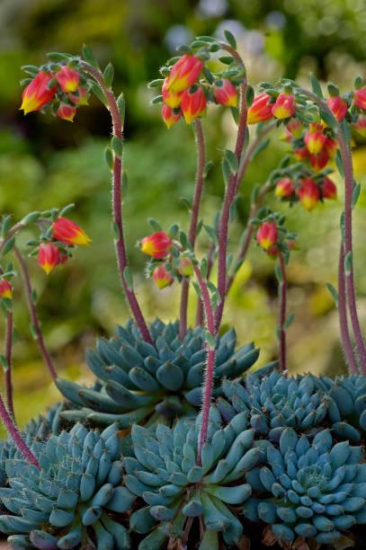 Echeveria Orange flowers of echeveria echeveria stock pictures, royalty-free photos & images