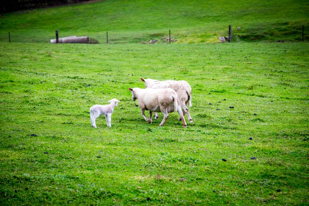 istock Farming Photos from Clare Valley 1287811392
