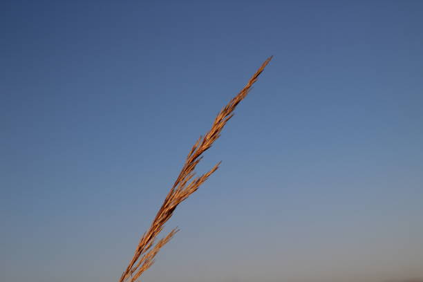 istock Grass Growth Ear Silhouette against Blue Sunset Sky 1287811650