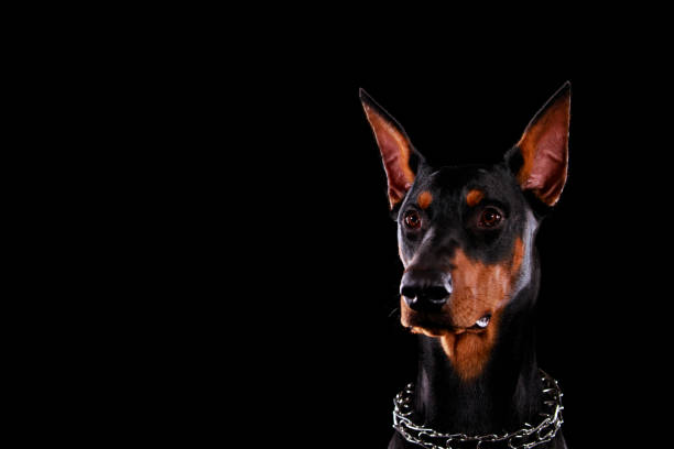 istock Doberman face close up on black background 1287813506