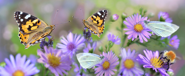 butterfly gathering  pink  flowers in a garden in panoramic view