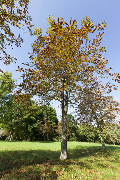 istock autumn and on chestnut trees 1287821602