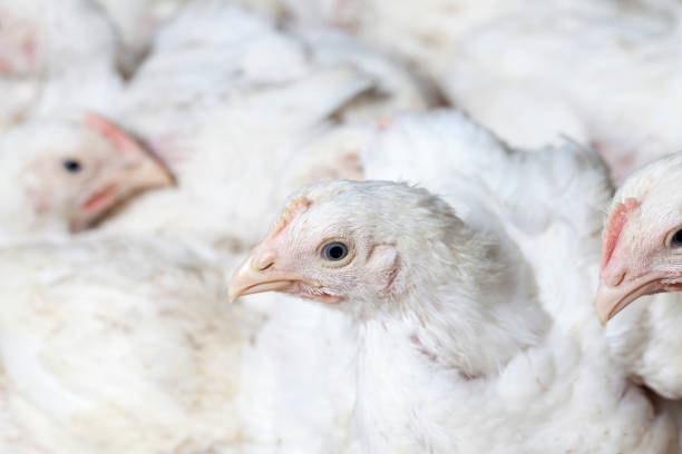 istock chicks of white broiler chicken 1287821683