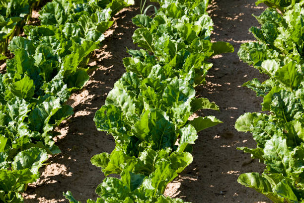 agricultural field where breeding beet varieties are grown