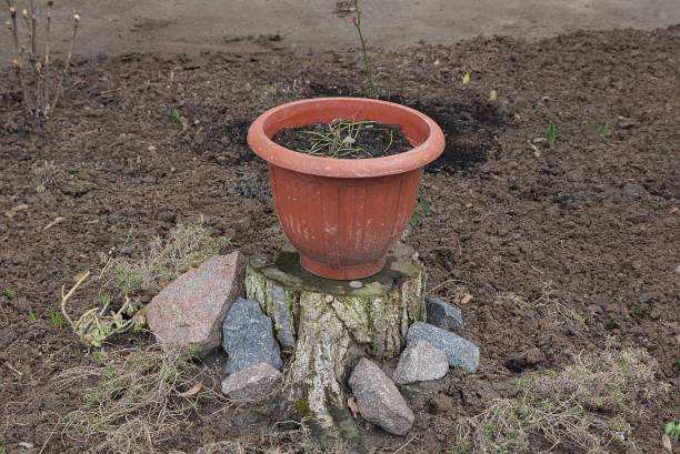 istock one brown plastic flowerpot stands on a tree stump 1287827476