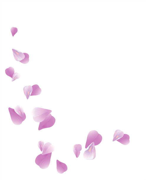 istock Purple Violet flying petals isolated on White background. Sakura Roses petals. Vector 1287827839