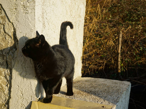 istock A black kitten stands on the steps on a sunny day 1287827986