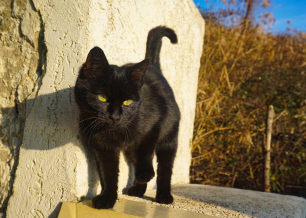 istock A black kitten stands on the steps on a sunny day 1287828055