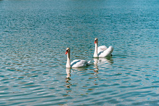 Two white beautiful swans in a lake. Beautiful nature