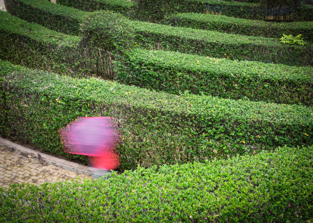 A woman with a red umbrella lost inside a labyrinth-shaped hedge