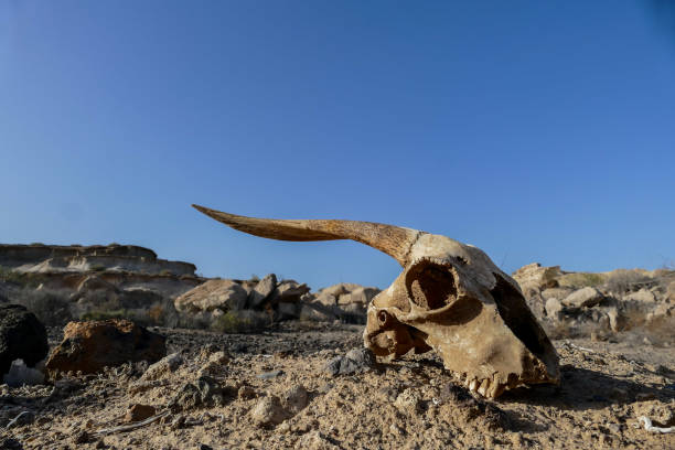 istock Dry Goat Skull Bone, Goat Skull background in the desert 1287834499