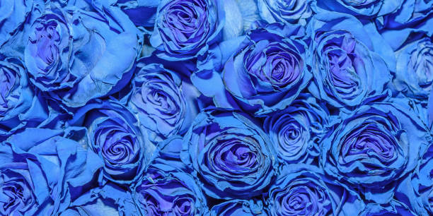 istock Background of beautiful flowers. Close up. 1287834769