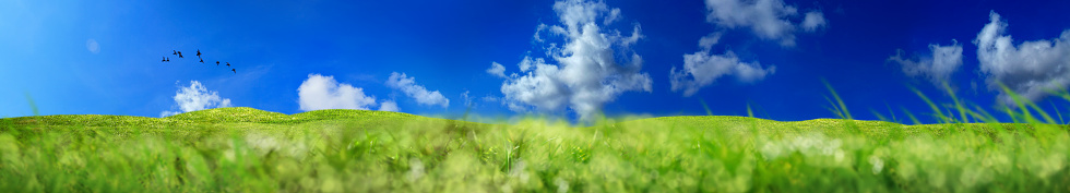 Close up green grass field and flying birds over blue sky