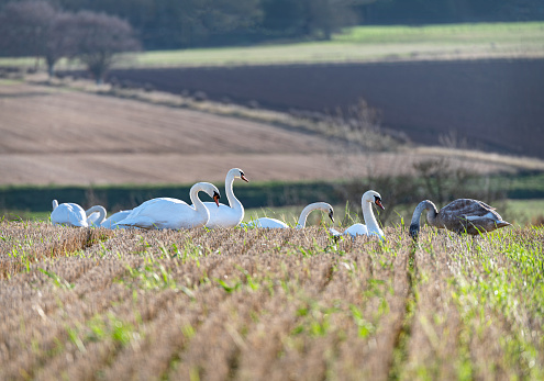 A group of mute swans feed and rest in a field of stubble