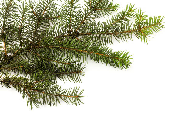 istock Pine branches isolated on white background, seamless pattern. Christmas and New Year background. 1287836789