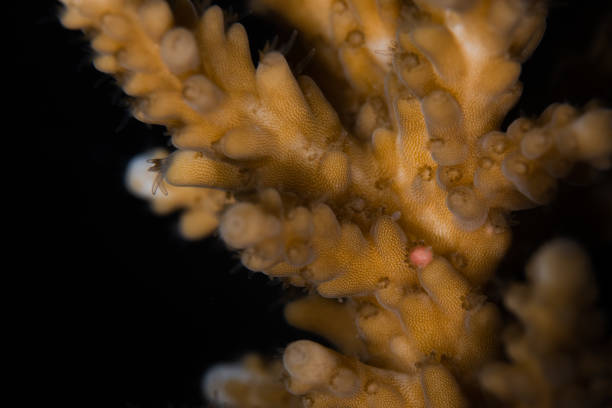 istock Egg-sperm bundles before spawning of Acropora elseyi 1287837578