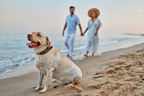 Young couple in love walking along the beach holding hands with their labrador dog and having fun on vacation.