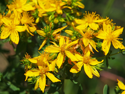Yellow flowers of common or perforate St John's wort on a field, Hypericum perforatum