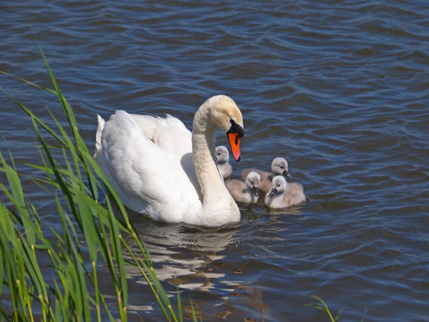 istock Swan with chicks on the water, Cygnus olor 1287841102