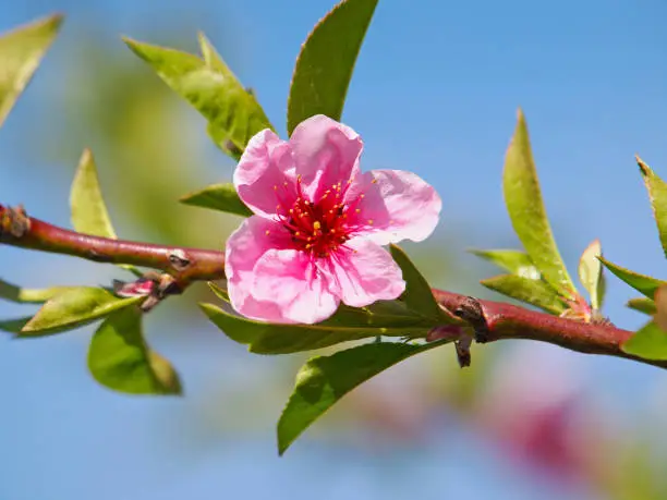 Pink peach blossom in spring under blue sky