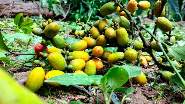 istock Lots of fruit 1287841365