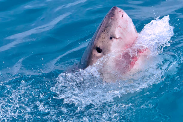 istock Great White Shark, Gansbaai, South Africa 1287843752