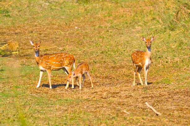 istock Spotted Deer, Royal Bardia National Park, Nepal 1287844352
