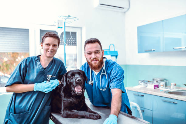 istock Vets And Their Latest Patient 1287847462