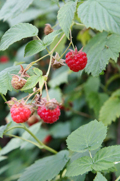 istock Ripe raspberries in the fruit garden with bush on the background. 1287847872