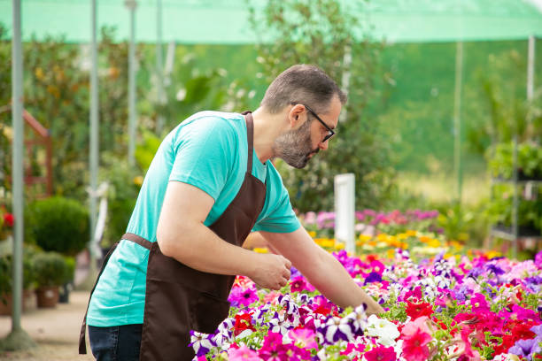 istock Grey-haired man working with plants in pot in greenhouse 1287848197