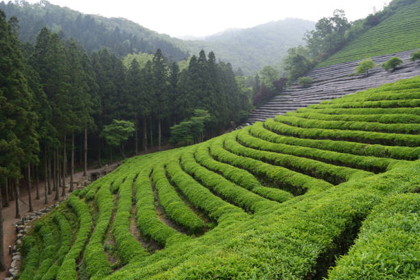 поле зеленого чая в бозеонге, провинция саут-дже�олла, корея - tea leaves chinese tea green tea leaf стоковые фото и изображения